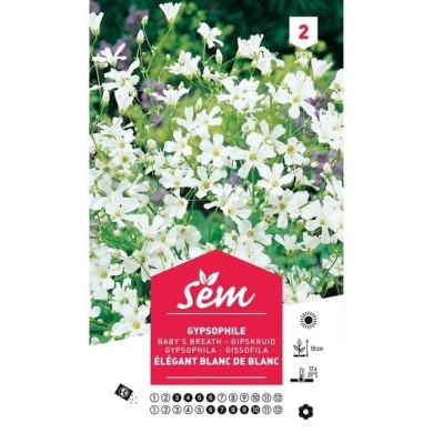Gypsophile Elégant blanc de blanc (sachet)