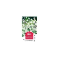 Gypsophile Elégant blanc de blanc (sachet)