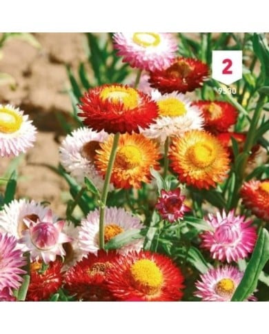 Immortelle à bractées doubles variées
