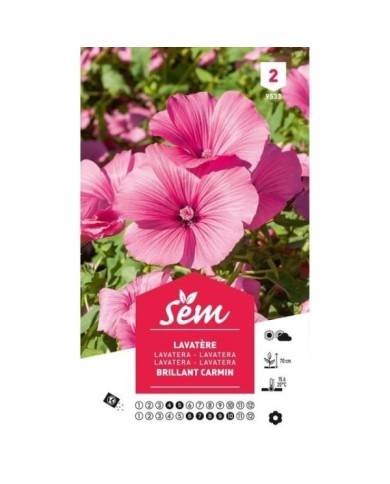 Lavatère Brillant carmin (sachet)