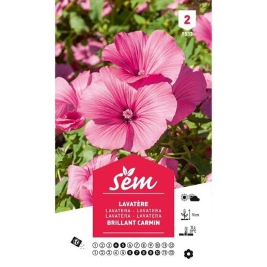 Lavatère Brillant carmin (sachet)
