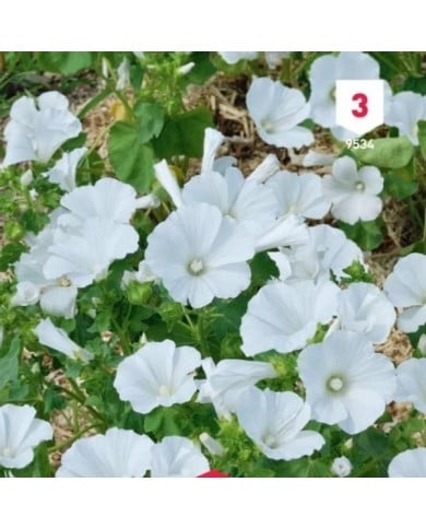 Lavatère grandiflora blanc