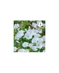 Lavatère grandiflora blanc