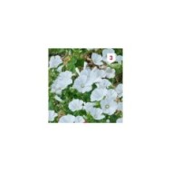 Lavatère grandiflora blanc
