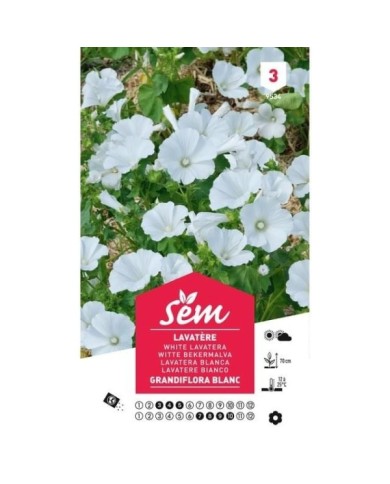 Lavatère grandiflora blanc (sachet)