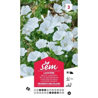 Lavatère grandiflora blanc (sachet)