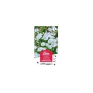Lavatère grandiflora blanc (sachet)