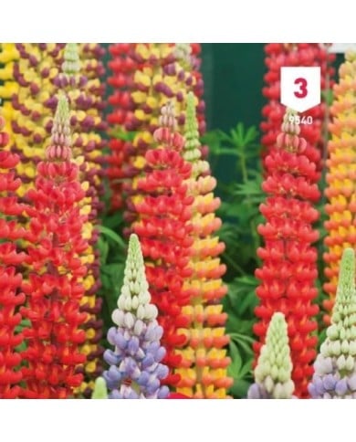 Lupin polyphylle hybride de Russel