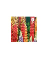 Lupin polyphylle hybride de Russel