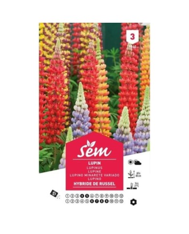 Lupin polyphylle hybride de Russel (sachet)
