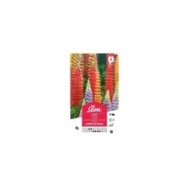 Lupin polyphylle hybride de Russel (sachet)