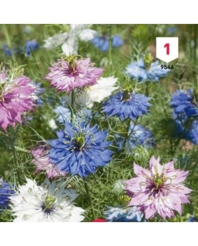 Nigelle de Damas