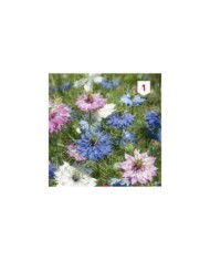 Nigelle de Damas