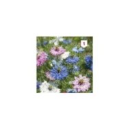 Nigelle de Damas