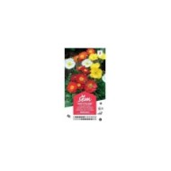 Pavot d'Islande nudicaule (sachet)