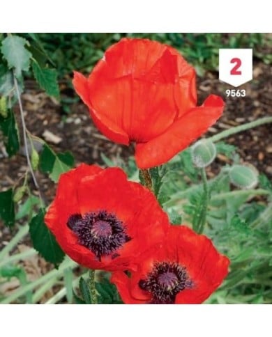 Pavot d'Orient rouge