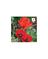 Pavot d'Orient rouge
