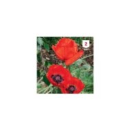 Pavot d'Orient rouge