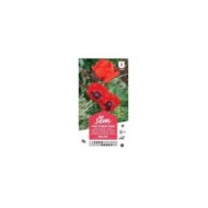 Pavot d'Orient rouge (sachet)
