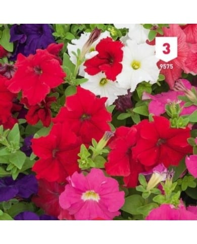 Pétunia hybride varié