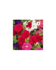 Pétunia hybride varié
