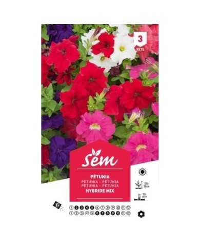 Pétunia hybride varié (sachet)