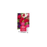 Pétunia hybride varié (sachet)