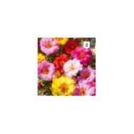 Pourpier à grande fleur varié