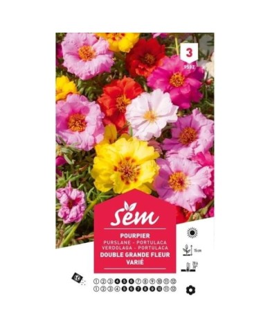 Pourpier à grande fleur varié (sachet)