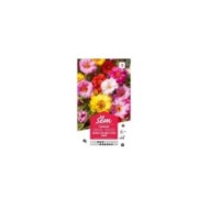 Pourpier à grande fleur varié (sachet)