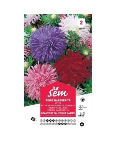 Reine Marguerite de Californie (sachet)