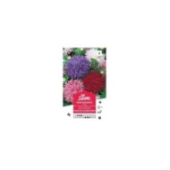 Reine Marguerite de Californie (sachet)