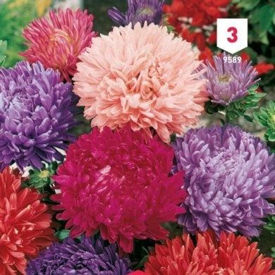 Reine Marguerite Comète en mélange