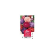 Reine Marguerite Comète en mélange (sachet)