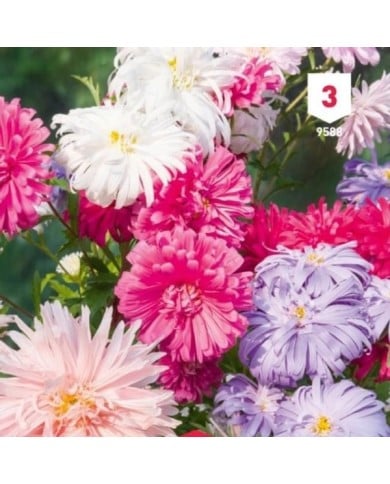 Reine Marguerite Plume d'autruche