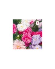 Reine Marguerite Plume d'autruche