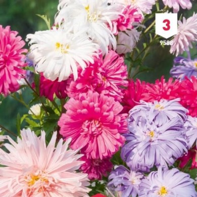 Reine Marguerite Plume d'autruche