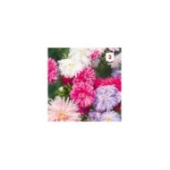 Reine Marguerite Plume d'autruche