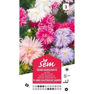 Reine Marguerite Plume d'autruche (sachet)