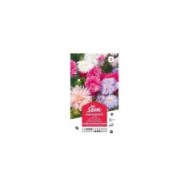 Reine Marguerite Plume d'autruche (sachet)