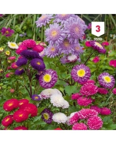 Reine Marguerite Pompon variée