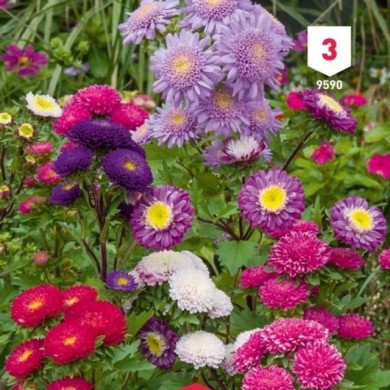 Reine Marguerite Pompon variée