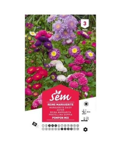 Reine Marguerite Pompon variée (sachet)
