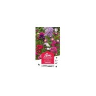 Reine Marguerite Pompon variée (sachet)