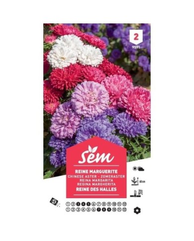 Reine Marguerite naine Reine des Halles (sachet)