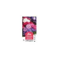 Reine Marguerite naine Reine des Halles (sachet)