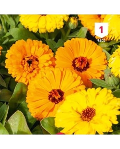 Souci double des jardins