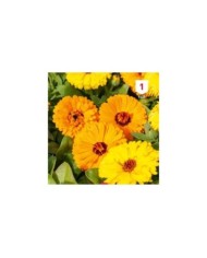 Souci double des jardins
