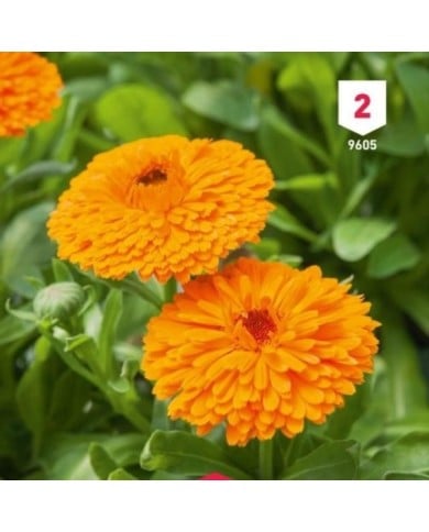 Souci orange
