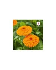 Souci orange